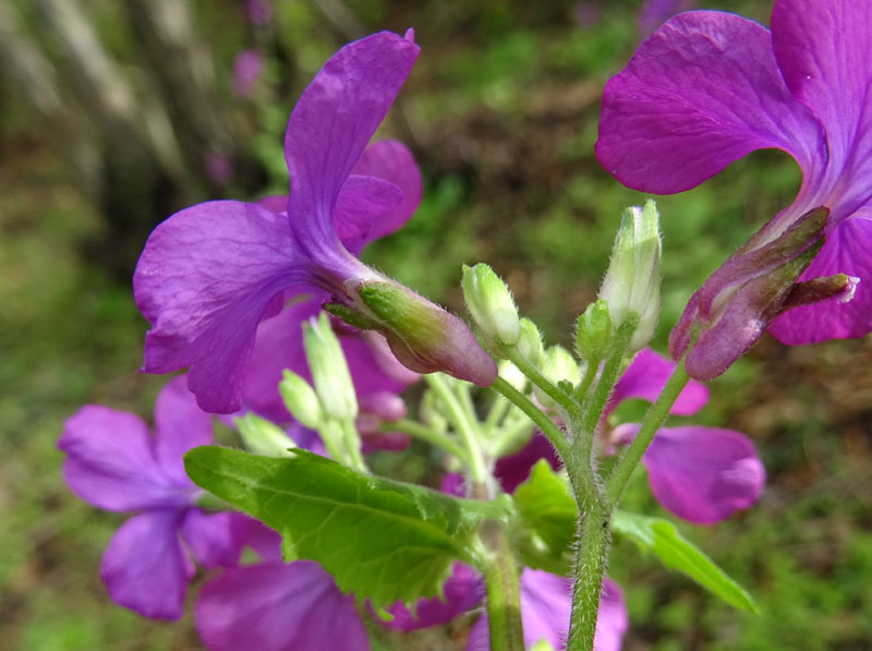 Lunaria annua - Brassicaceae